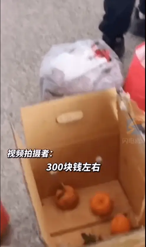 四男人嫌机场邮寄费太贵，半小时吃完60斤橘子！