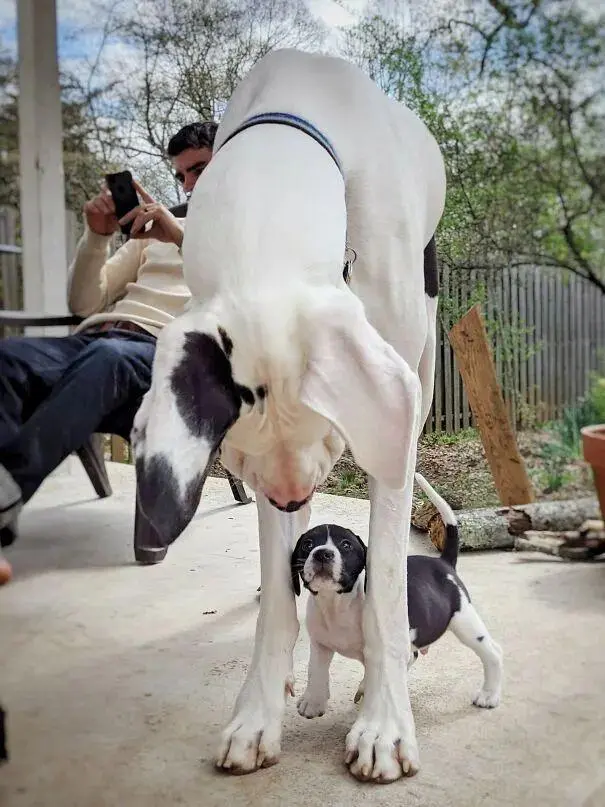 世界上最大的狗,比人还高却心里软萌,网友:这养的真是狗吗?