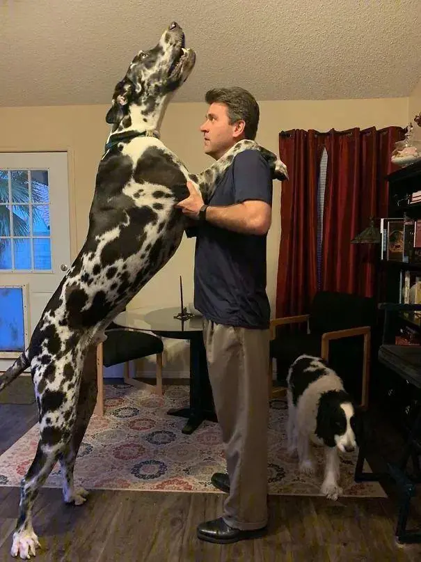 世界上最大的狗,比人还高却心里软萌,网友:这养的真是狗吗?
