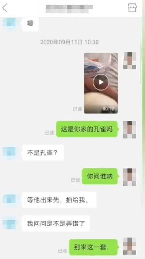 男子网购孔雀蛋精心照料一月，孵出的竟是鸭子！网友：万一是天鹅？