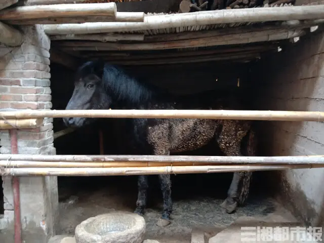 株洲城管无法卖马：查扣5匹马8个月花销10余万，还流拍了