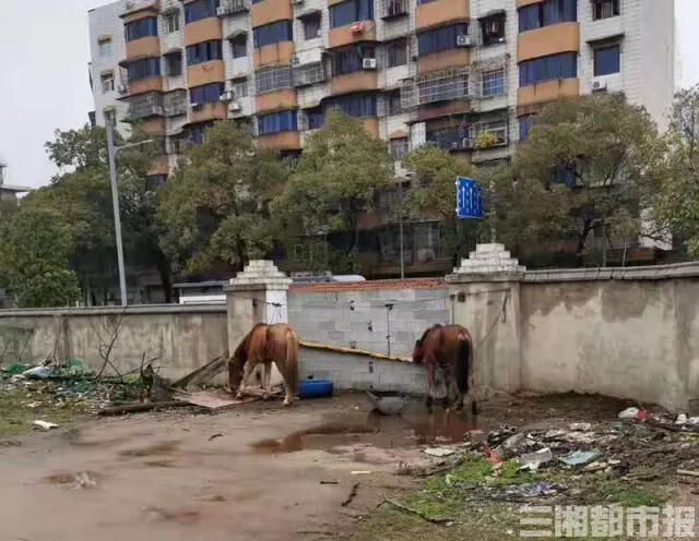 株洲城管无法卖马：查扣5匹马8个月花销10余万，还流拍了