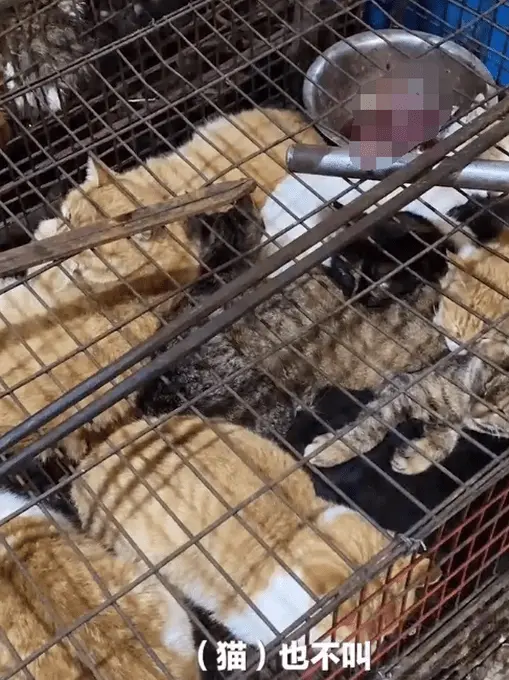 湖南永州商场卖上百只活猫现场宰杀，网友怒了！工作人员：正在整治