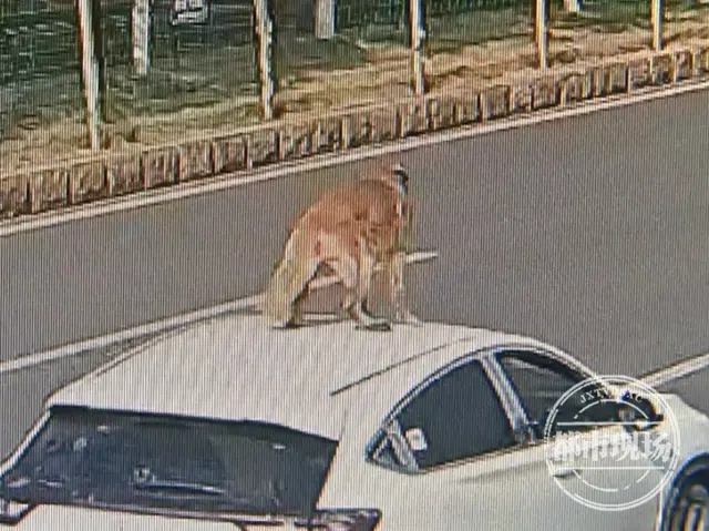 事发新余街头！奔驰的轿车车顶竟站着一条狗，司机：咱训练过