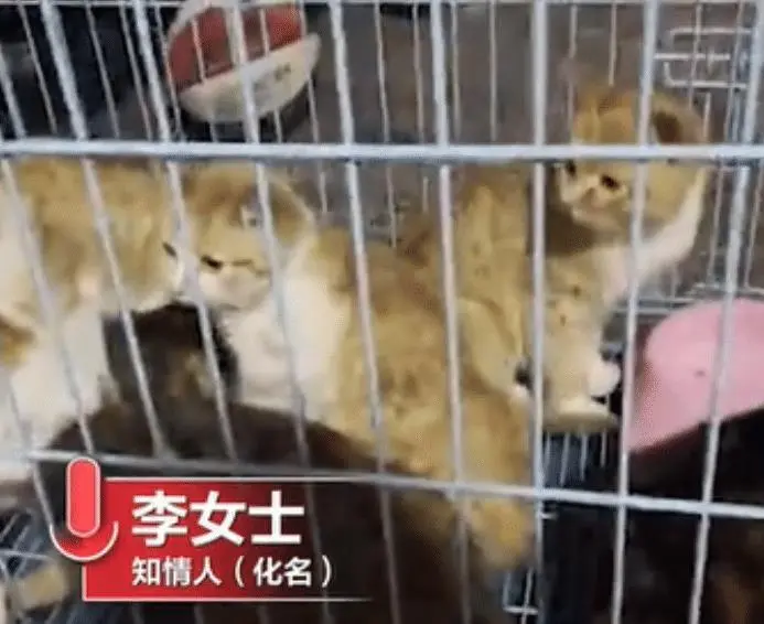 湖南一商场,有人贩卖上百只活猫,顾客购买老板现场宰杀