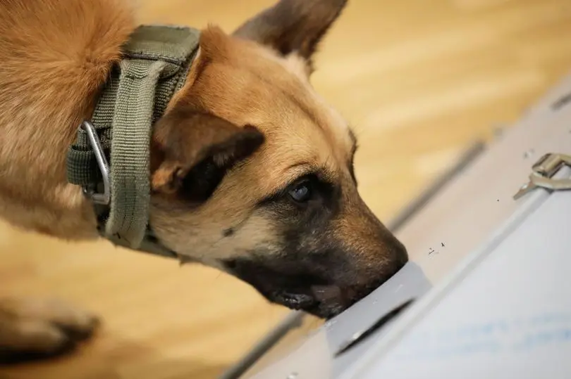 德国嗅探犬，检测冠状病毒准确率达94%，能找出无症状感染者