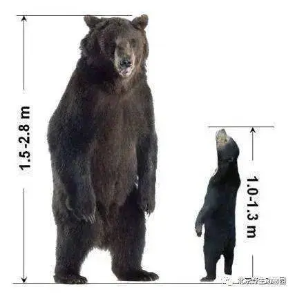 马来熊,现存体型最小的熊