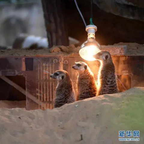 重庆动物园为动物取暖过冬