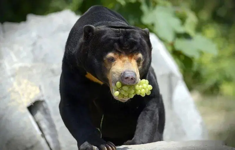 马来熊,现存体型最小的熊