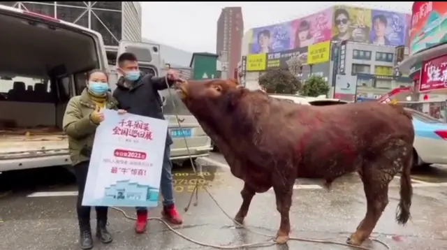 最牛惊喜！长沙一男人排队去看湘菜展，竟中了一头800斤活牛回家