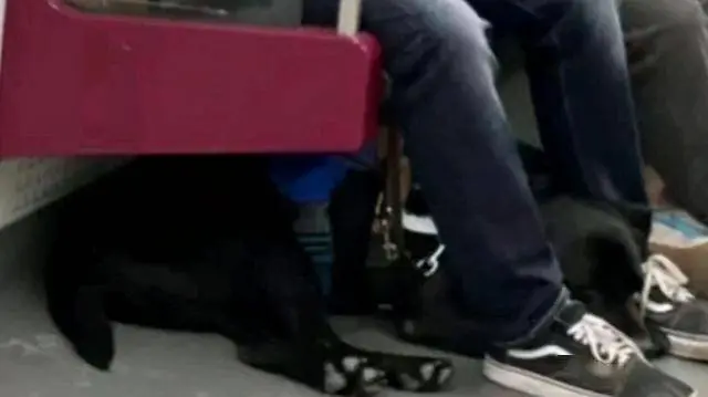广东男人带狗进地铁被斥责,现呈现回转:男人是瞎子,狗是导盲犬