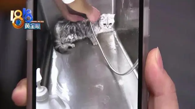小猫死在烘干箱，是温度过高仍是突发心脏病？