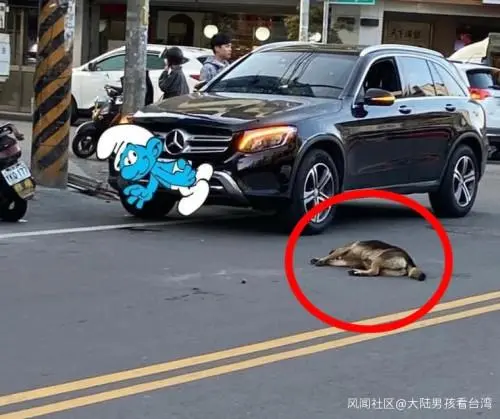 台湾一男人撞死漂泊狗后到灵堂前下跪抱歉：我才是畜生