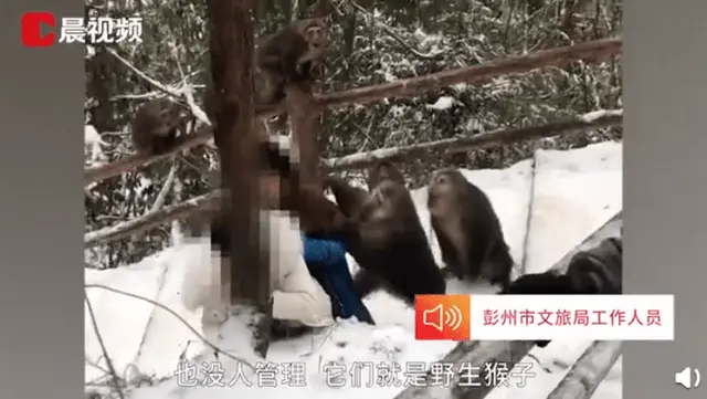哭笑不得！河南一女孩景区喂猴被扯掉假发，网友：有点“秃然”