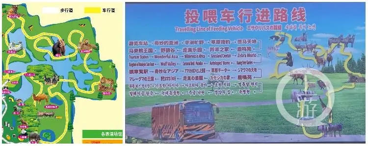 上海野生动物园熊群致人逝世查询报告：饲养员下车提示挖车司机时遭进犯