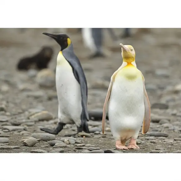南极发现全球首只黄金企鹅！专家：或许患有白化病