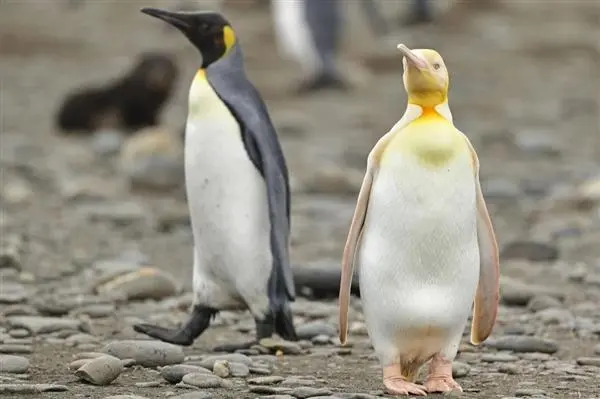 稀有！南极发现全球首只黄金企鹅
