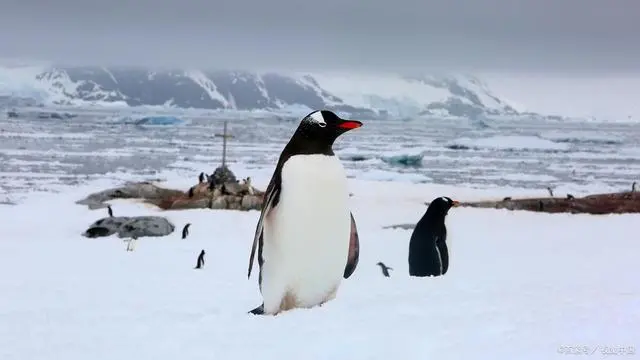 南极发现全球首只黄金企鹅，超级会员第一个试用者