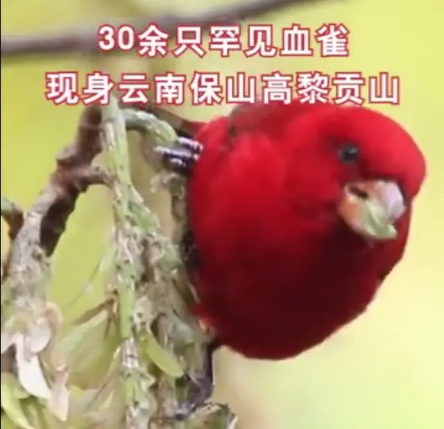 30多只血雀现身云南高黎贡山，不少网友头回见：像愤恨的小鸟