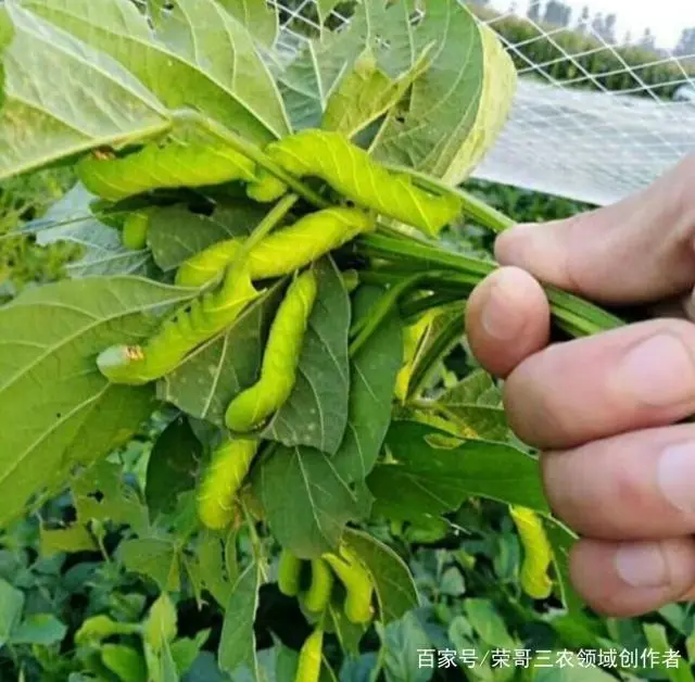 豆虫是损害大豆的害虫，却被人们饲养出售，价格到达80元一斤