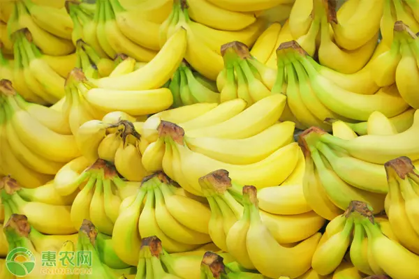 日本培养出可连皮食用香蕉是怎么回事？