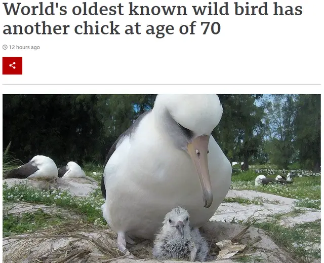 国际最长命野生鸟再次做母亲 70岁又生下雏鸟