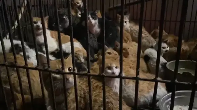 广东江门发现大型贩猫黑窝点，志愿者解救遭商户怒怼：猫便是用来吃的