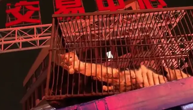 广东江门发现大型贩猫黑窝点，志愿者解救遭商户怒怼：猫便是用来吃的