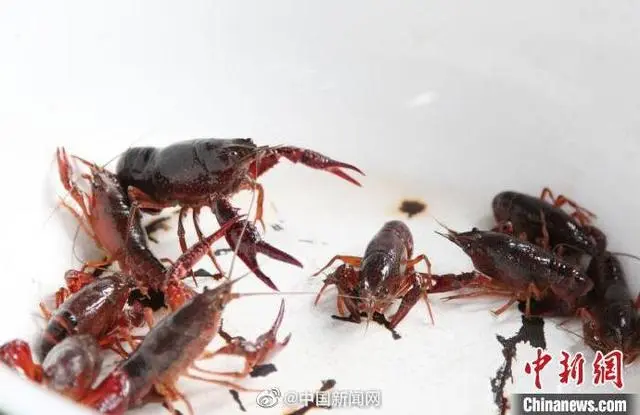 长江十年禁渔 政协委员建议加强小龙虾等入侵物种生态防控