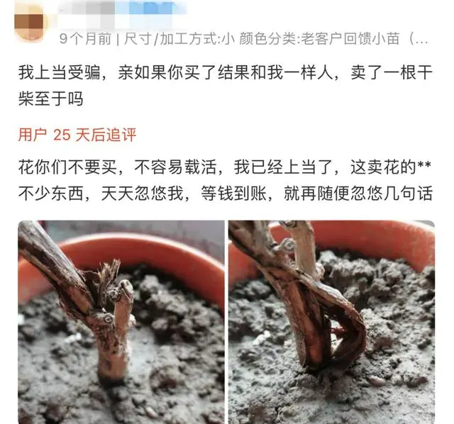 网购鲜花套路深！大葱兰长出来竟是大葱