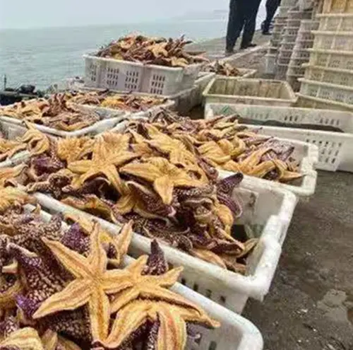 海星入侵青岛胶州湾，养殖户犯难，吃货撒欢
