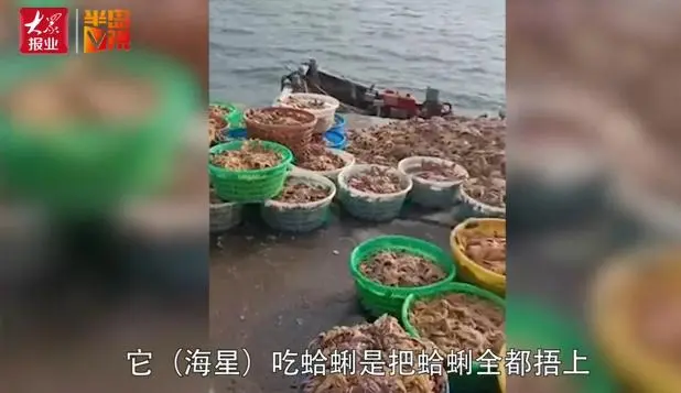 青岛胶州湾，铺天盖地的海星围攻蛤蜊海蛎子，所到之处片甲不留！网友：起锅烧油