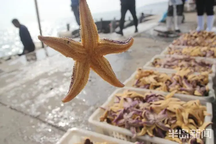 青岛胶州湾，铺天盖地的海星围攻蛤蜊海蛎子，所到之处片甲不留！网友：起锅烧油