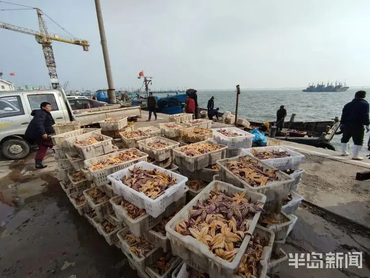 青岛胶州湾，铺天盖地的海星围攻蛤蜊海蛎子，所到之处片甲不留！网友：起锅烧油