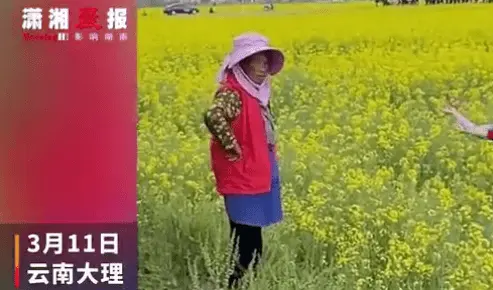 大妈组团闯入油菜花田拍美照唱歌，花农一脸无奈在田边叹气