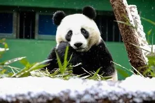 四川卧龙:雪中大熊猫憨态可掬