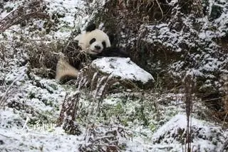 四川卧龙:雪中大熊猫憨态可掬
