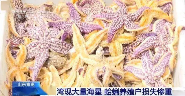 “海底蝗虫”大举入侵！在青岛胶州湾疯狂掠食，所过之处片甲不留！网友支招：吃光它们…靠谱吗？