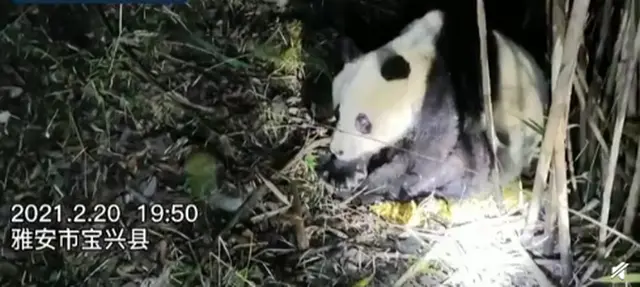 四川一野生大熊猫经救治无效死亡，胸腔内有积液，被发现时鼻涕不止