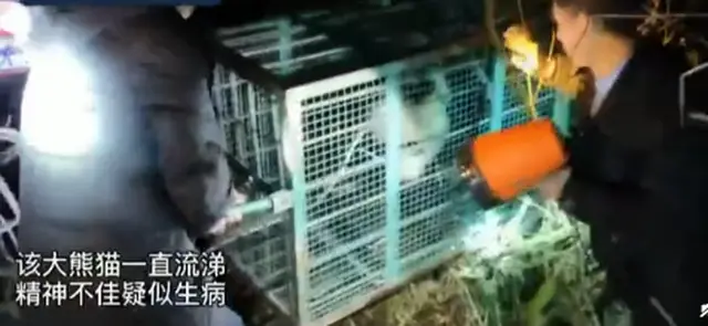 四川一野生大熊猫经救治无效死亡，胸腔内有积液，被发现时鼻涕不止