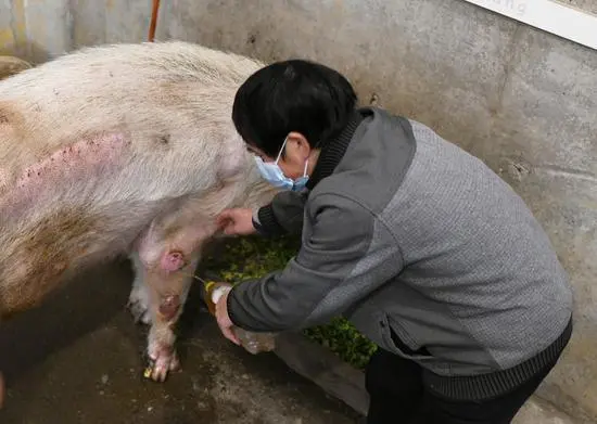 高龄“猪坚强”相当于百岁老人 腿疾导致无法站立