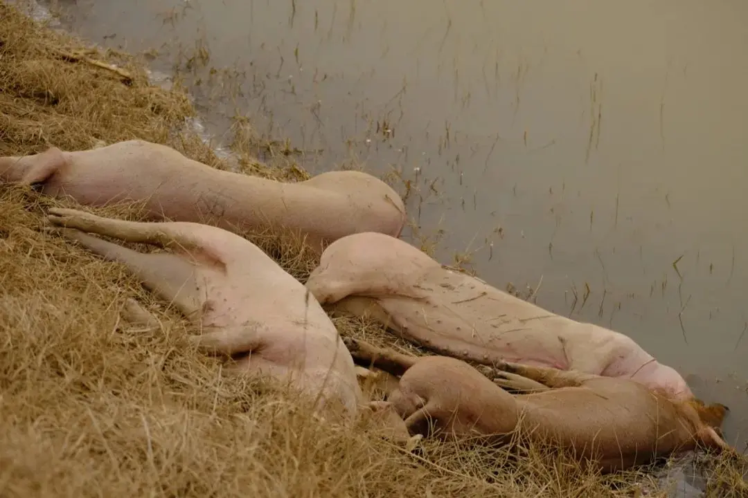 触目惊心！黄河大堤内哪来这么多死猪？