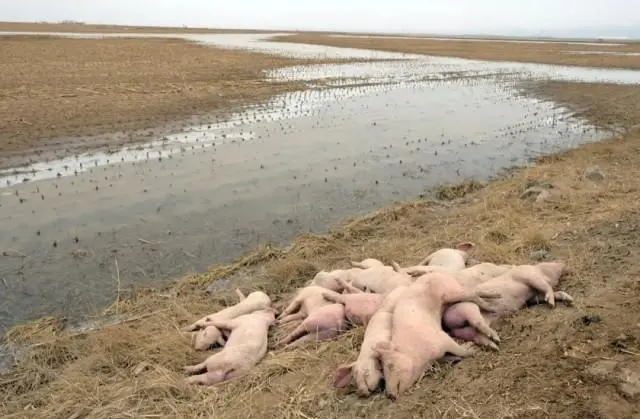 黄河大堤内出现大量死猪！官方回应