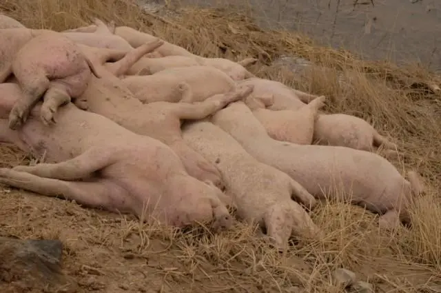 黄河大堤内出现大量死猪！官方回应