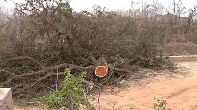 郑州一棵400年古柏树疑被盗伐 警方回应