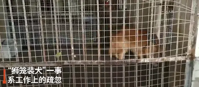 男子在动物园狮笼里发现一只金毛？园方回应，网友调侃：金毛“狮王”