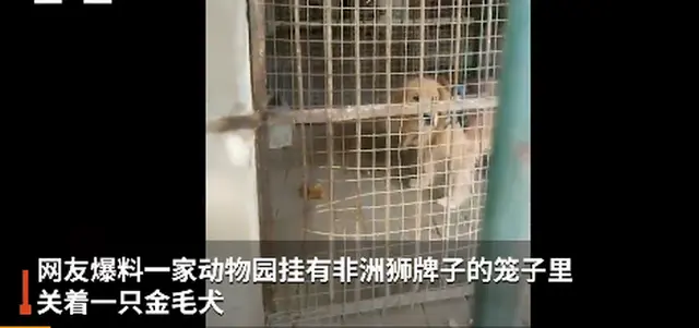 男子在动物园狮笼里发现一只金毛？园方回应，网友调侃：金毛“狮王”