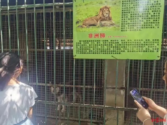 动物园的非洲狮，近看是条金毛狗？回应来了：牌子没及时调整