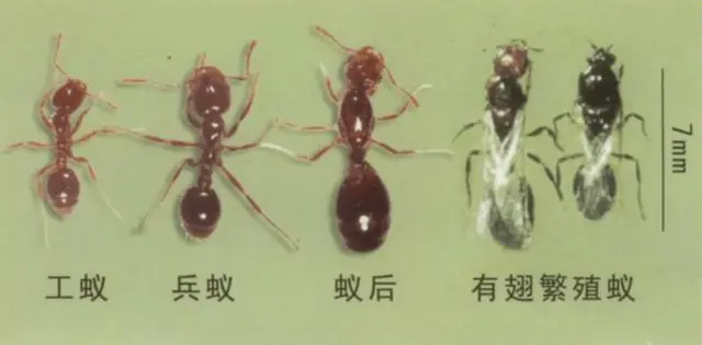 12省435个县市区，红火蚁在我国“扎根”蔓延，它有多恐怖？
