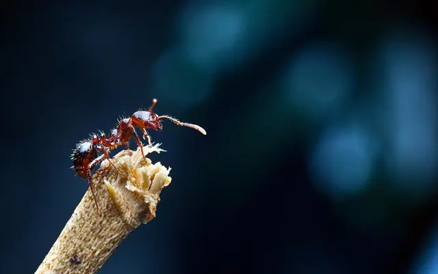 12省435个县市区，红火蚁在我国“扎根”蔓延，它有多恐怖？